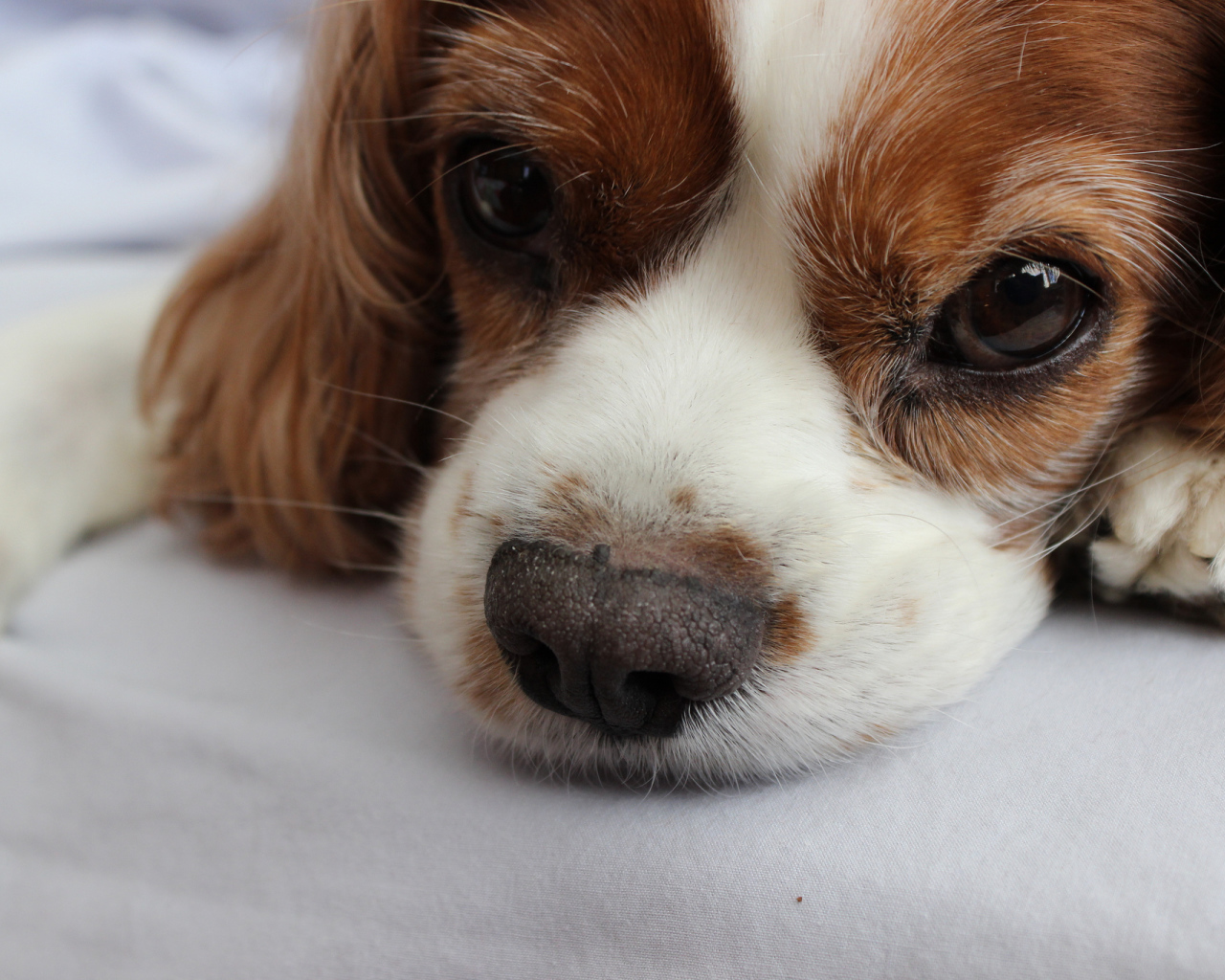 Глаза кавалер кинг чарльз спаниеля