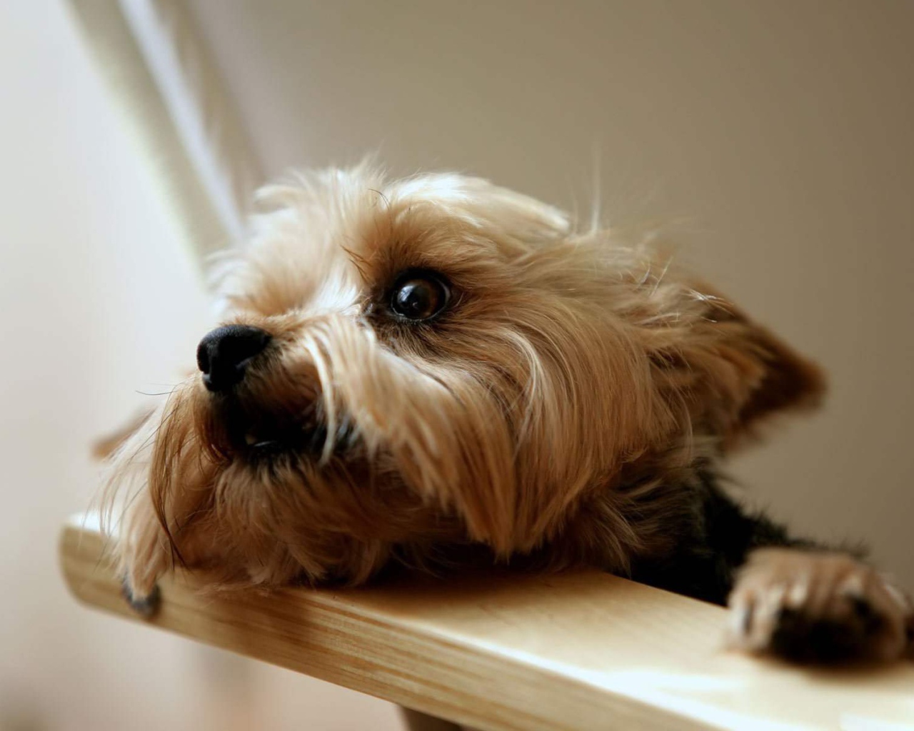 Глаза йоркширского терьера