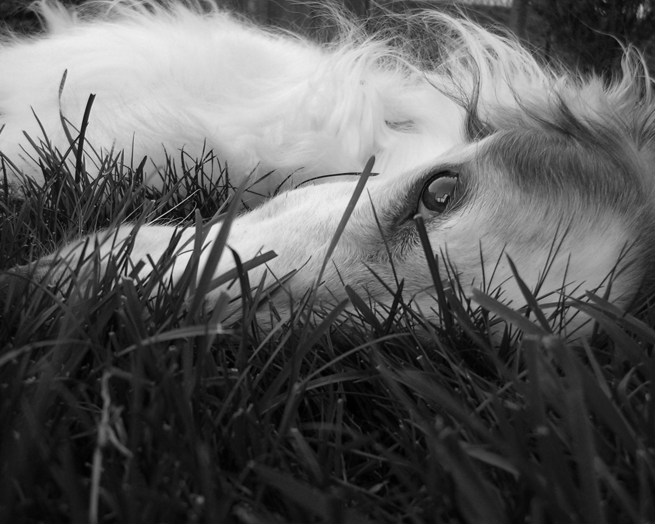 Глаза борзой собаки