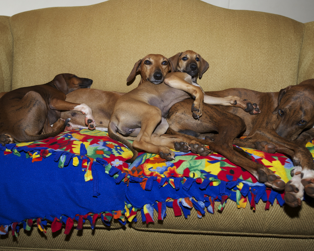 Семейство собак азавак