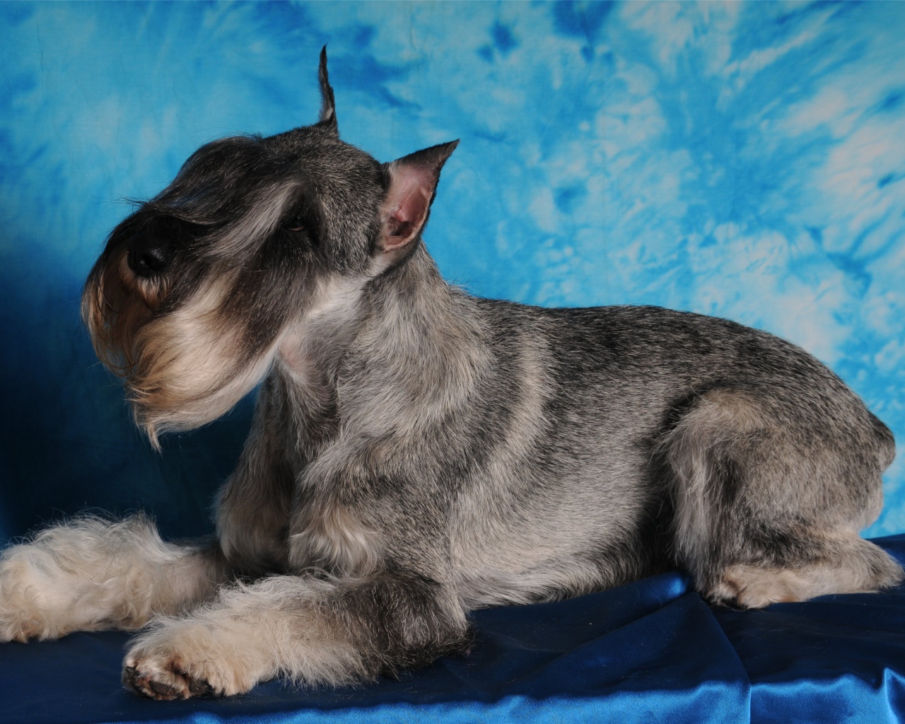 Фотомодель пес шнауцер