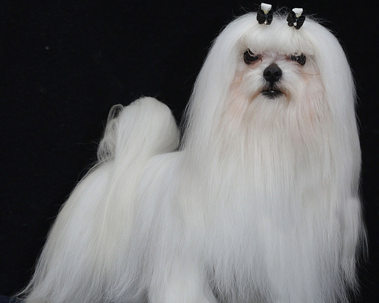 Модная мальтийская болонка