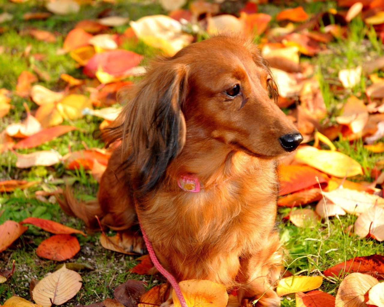 Такса cреди осенних листьев