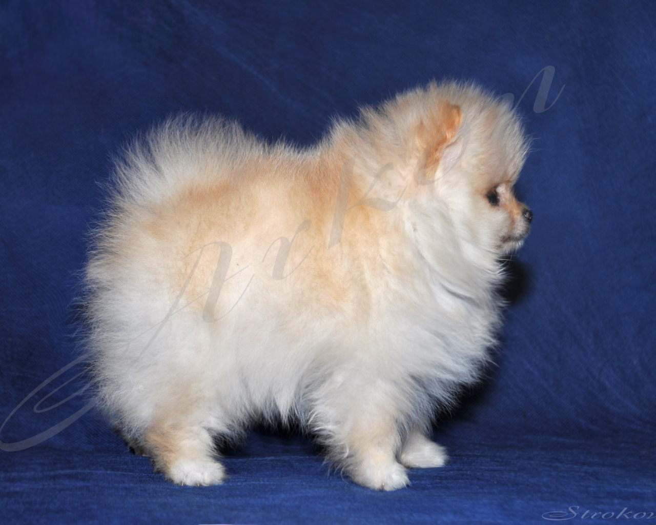 Пушистый белый шпиц на синем фоне