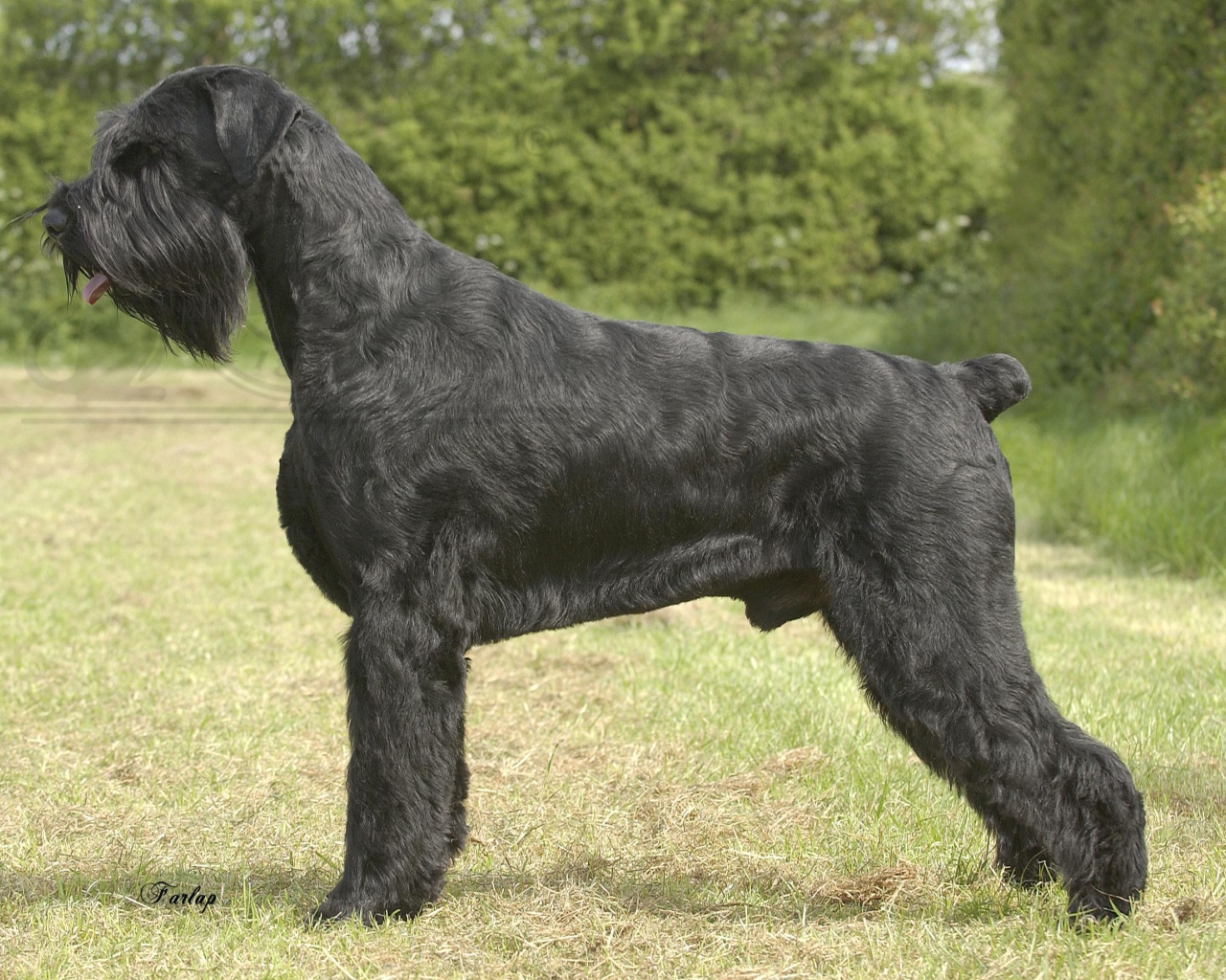 Черный пушистый шнауцер