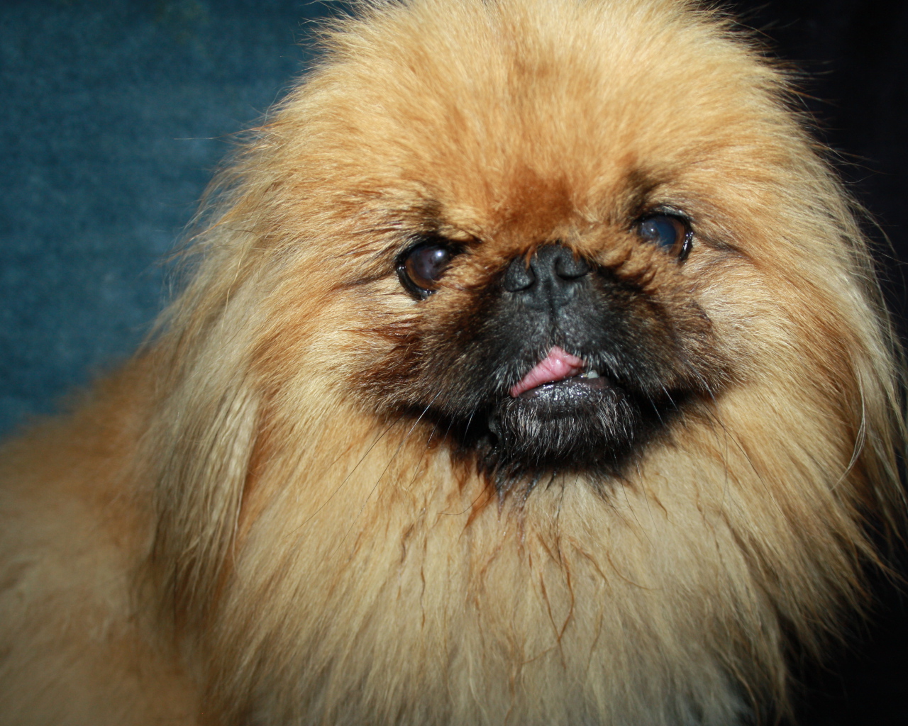 Пушистый коричневый пекинес