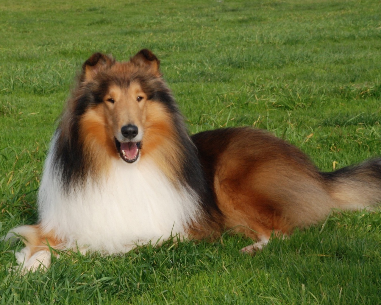 Пушистая колли отдыхает на газоне