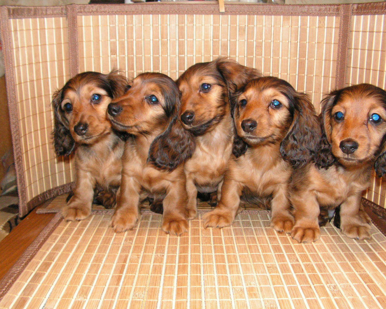 Пушистые щенки таксы