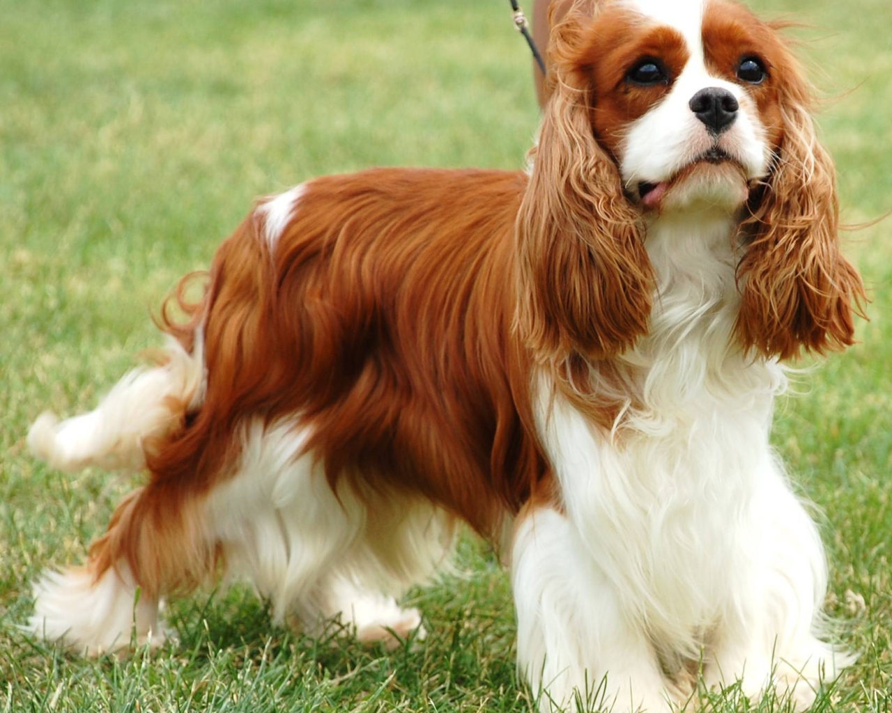 Пушистый спаниель на пирогулке