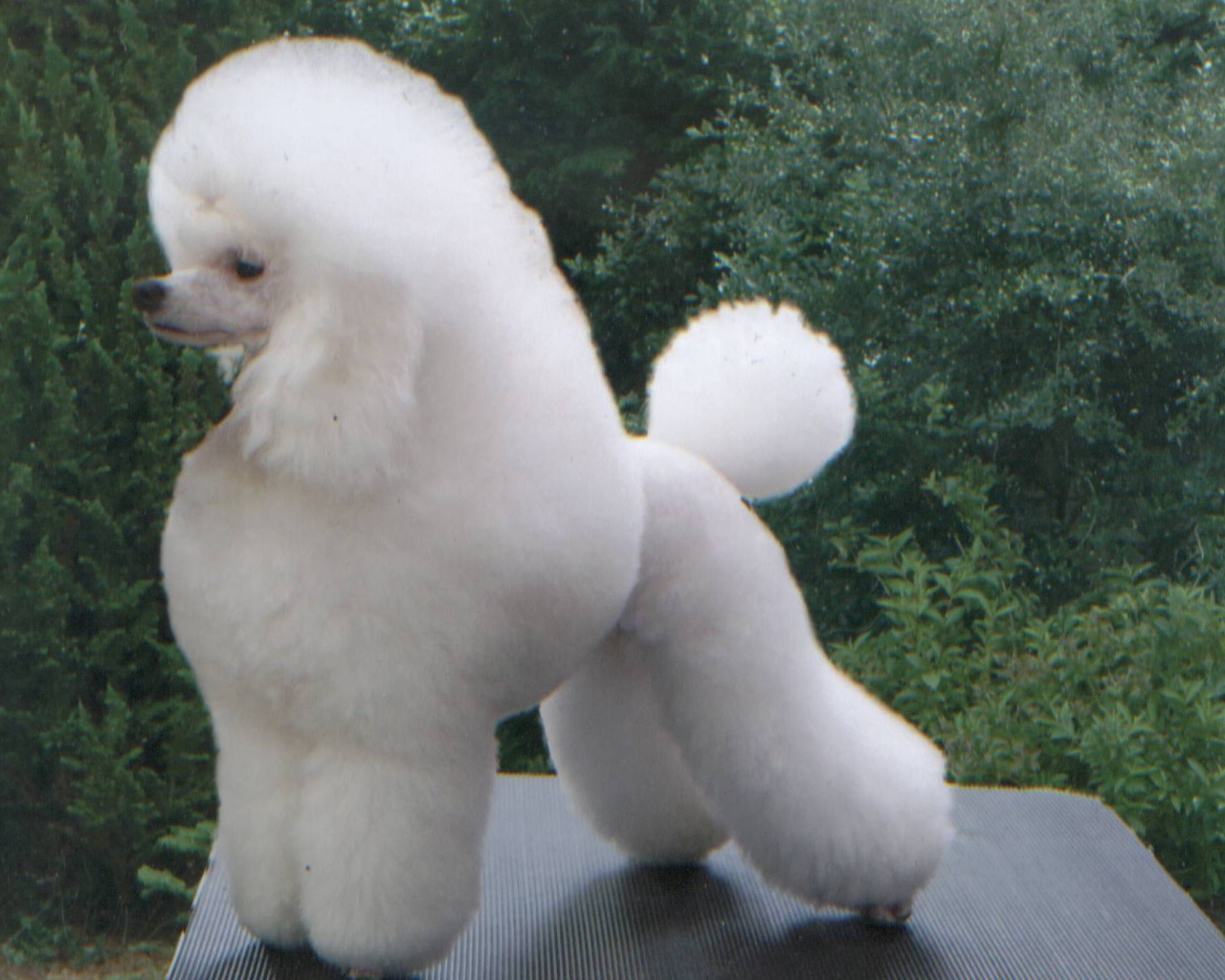 Белый пушистый пудель