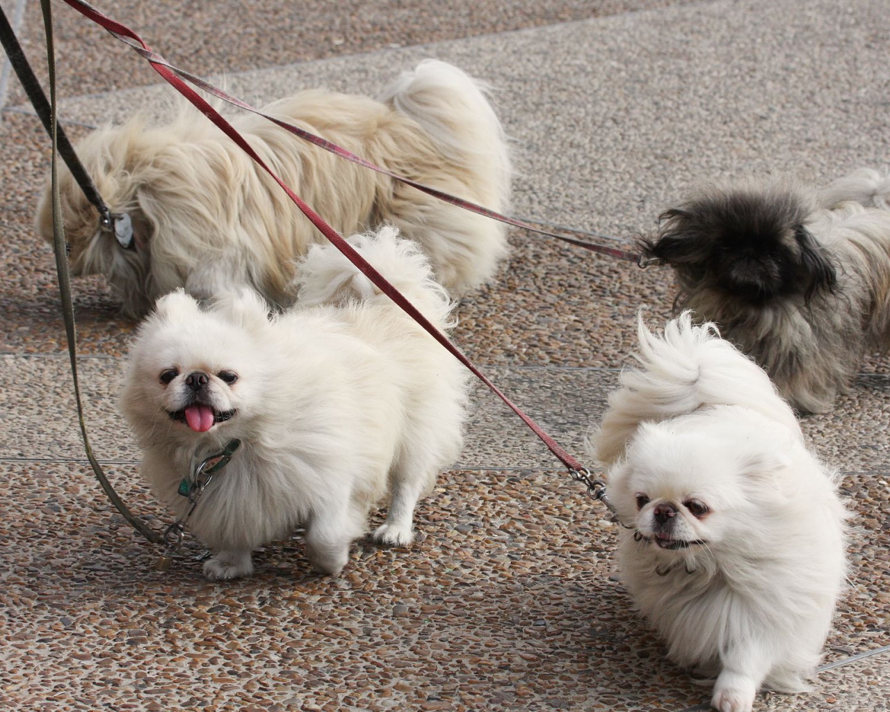 Четверка пекинесов на прогулке