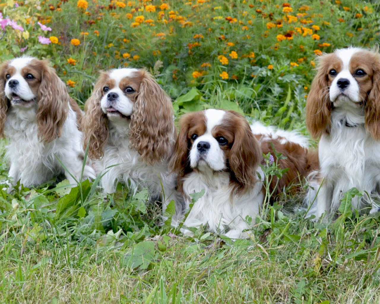 Четверка друзей спаниелей