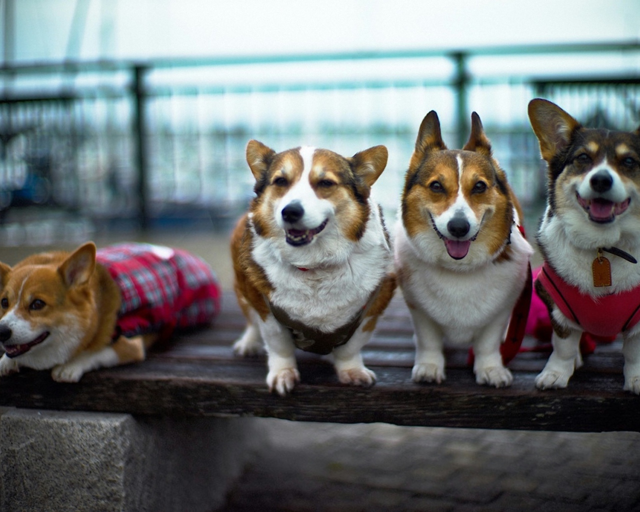 Четыре друга вельш-корги