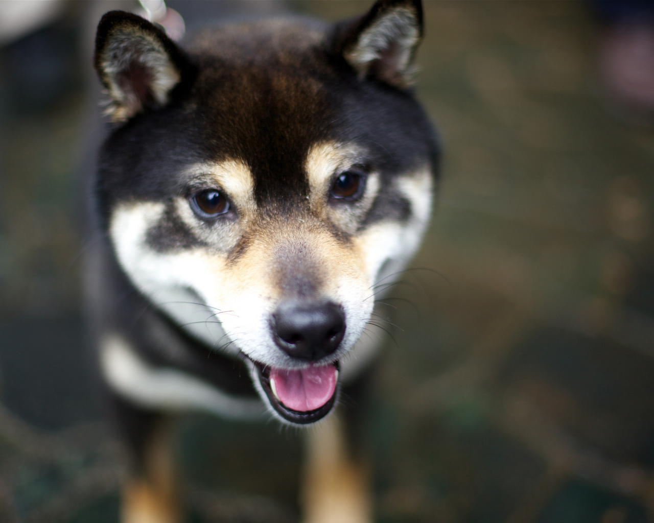 Дружелюбная собака