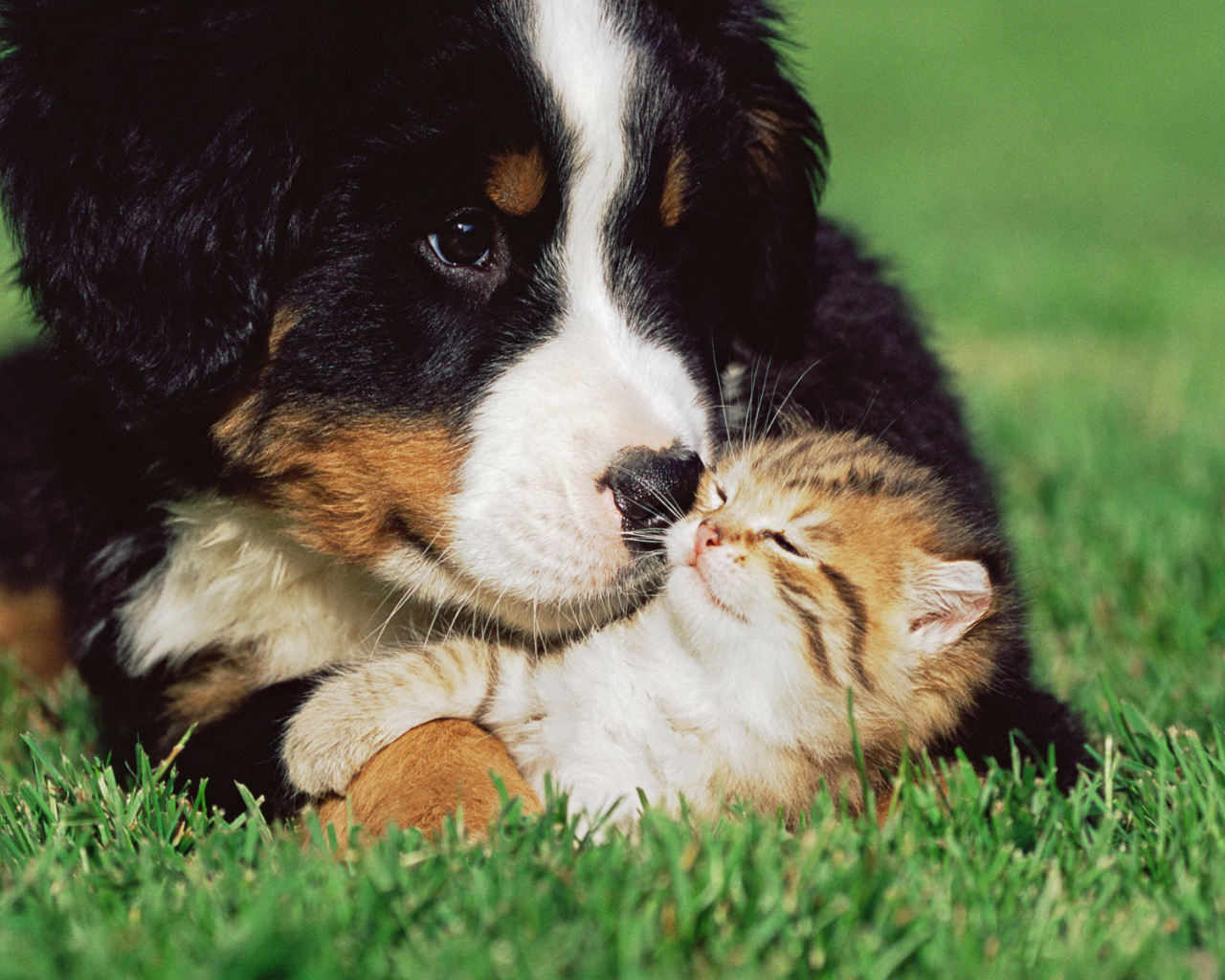 Дружба между собакой и котом