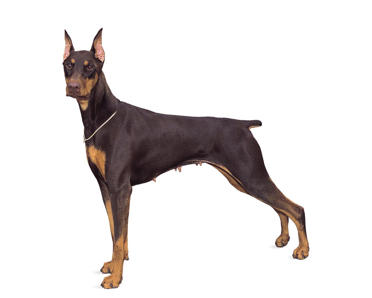 Стойка собаки добермана