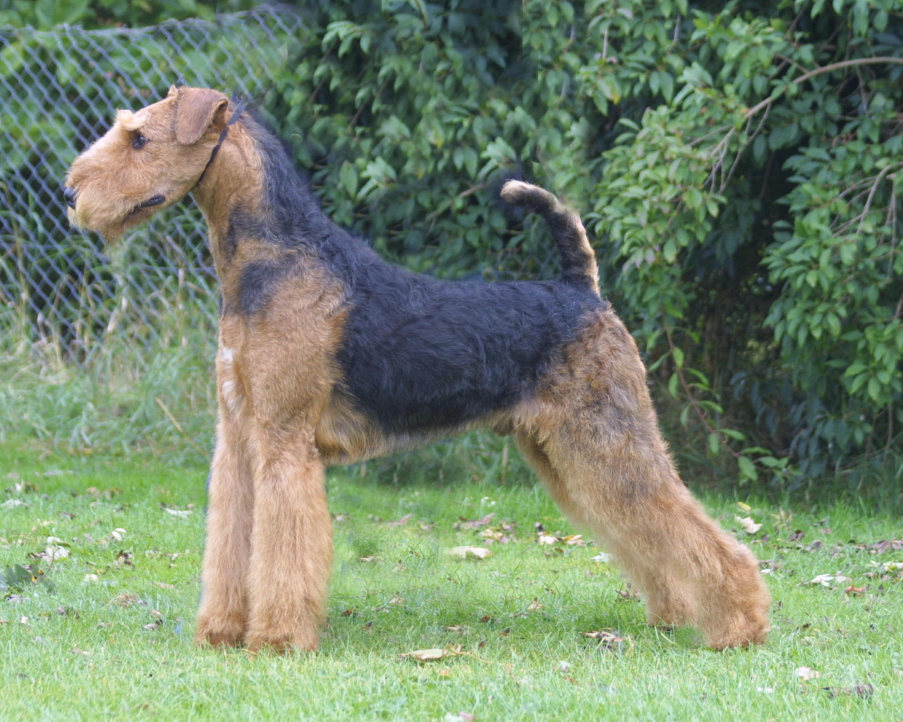 Стойка собаки эрдельтерьера