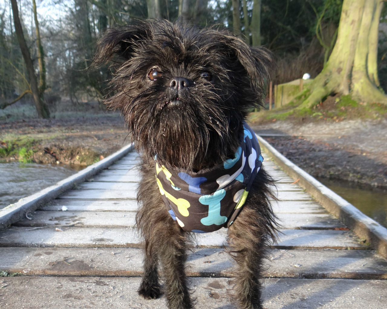 Забавный песик аффенпинчер