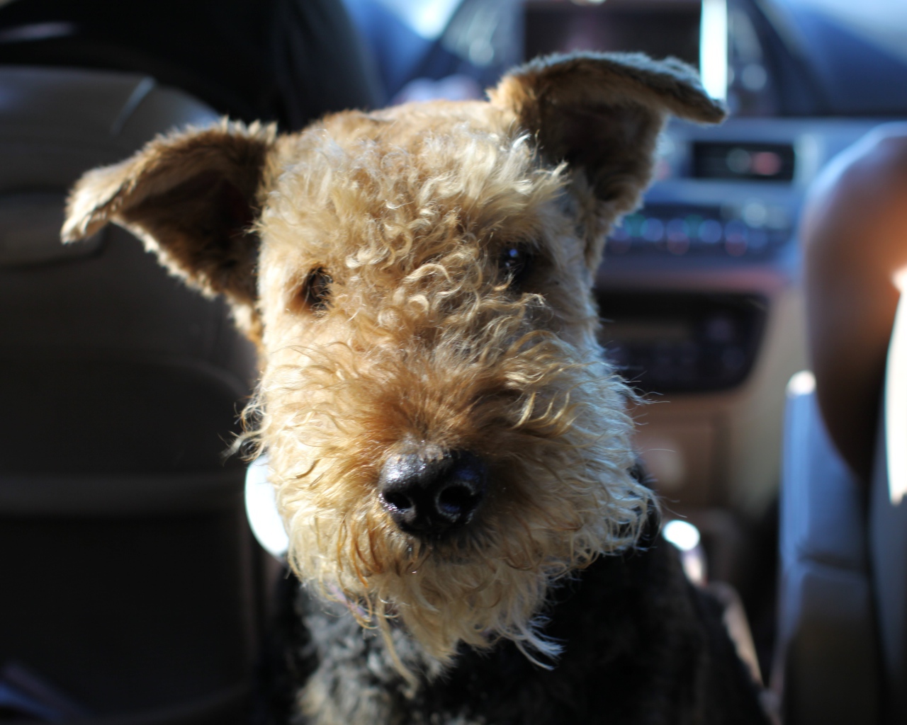 Забавный эрдельтерьер в машине