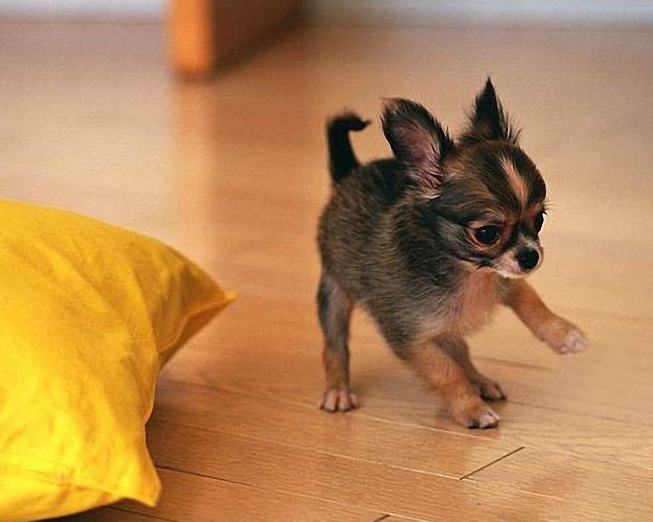 Забавный щенок чихуахуа играет