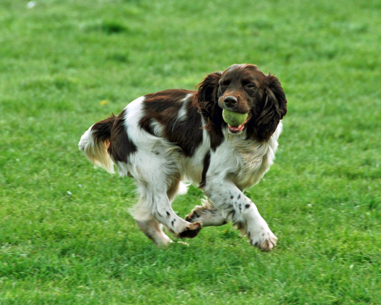 Забавный английский спрингер спаниель