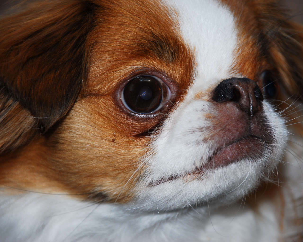 Забавный японский хин