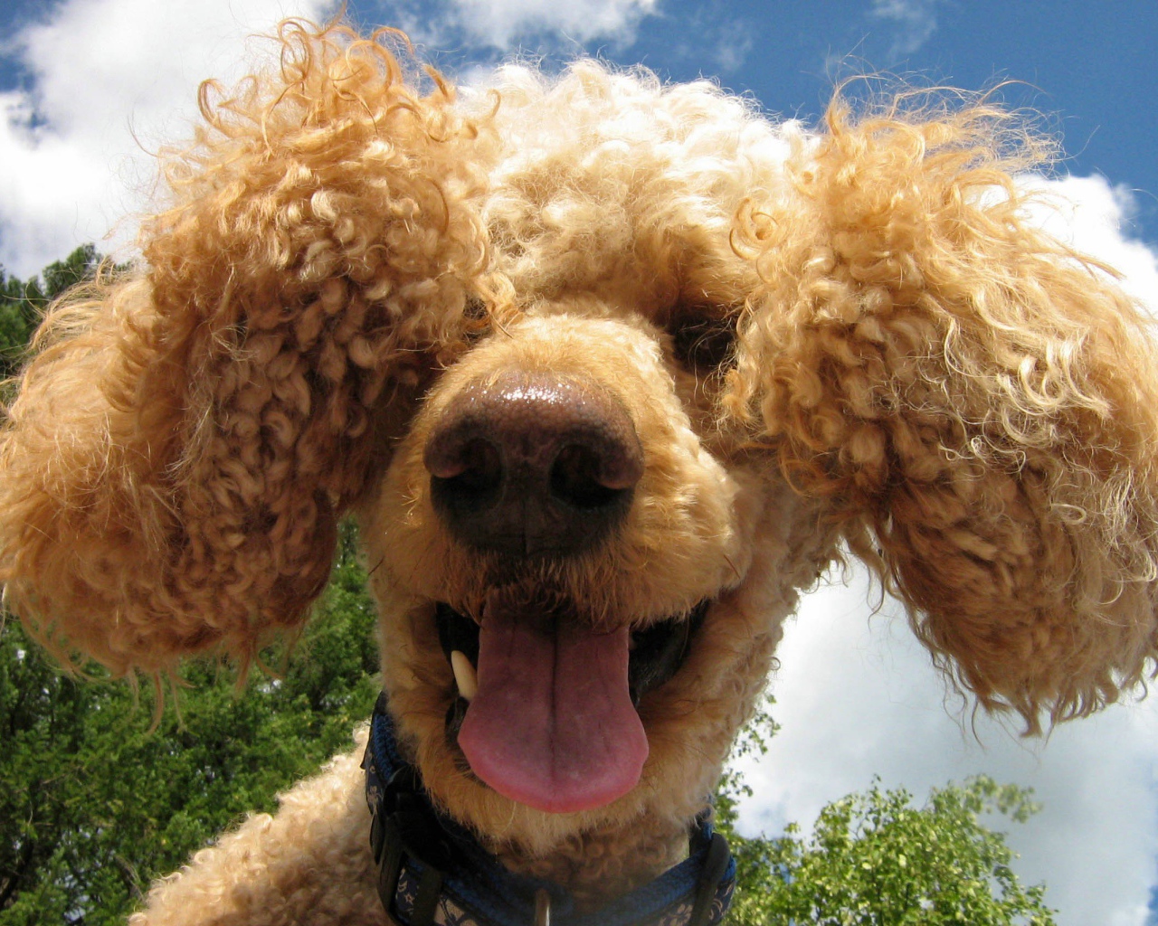 Забавный коричневый пудель