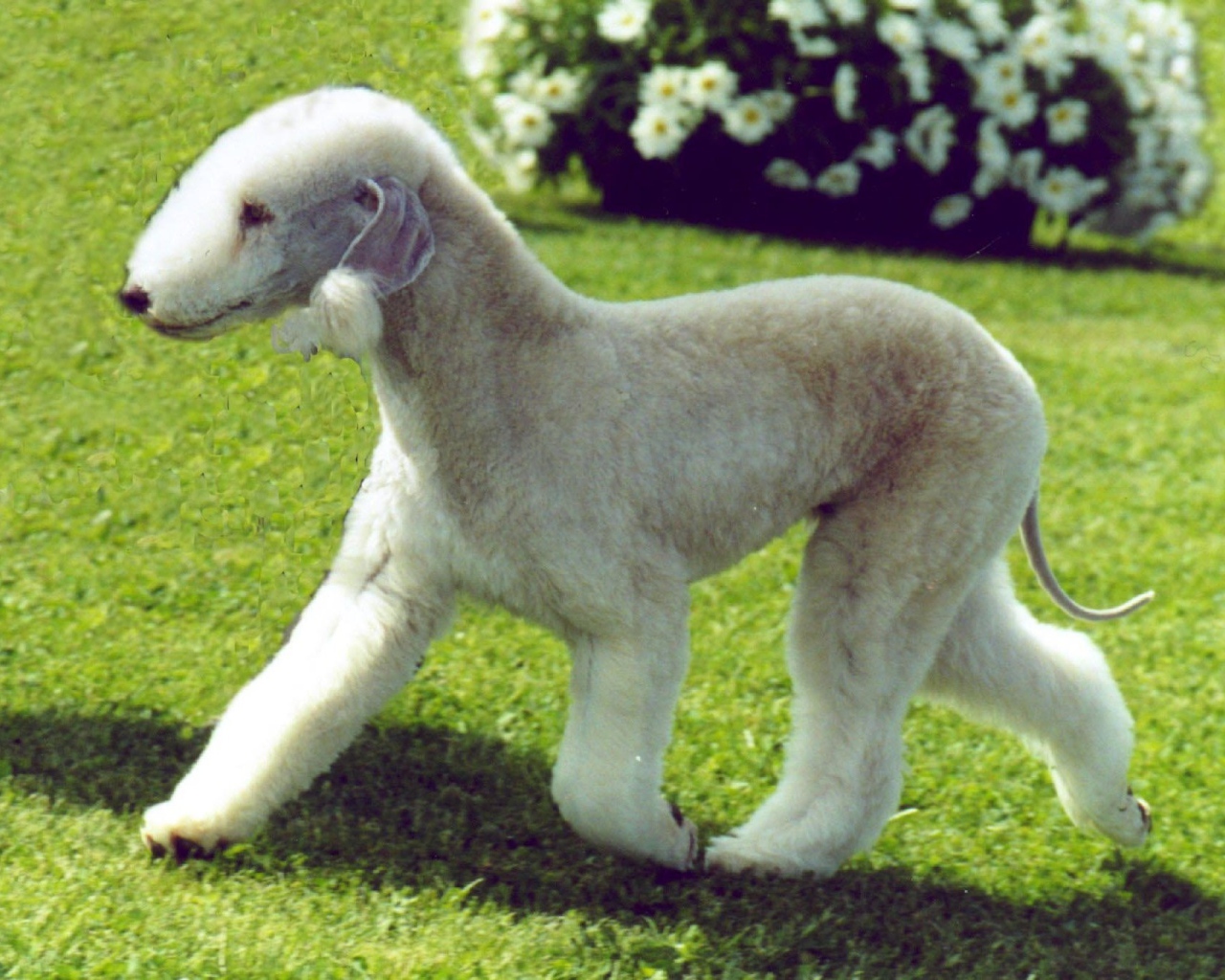 Забавный пес бедлингтон терьер