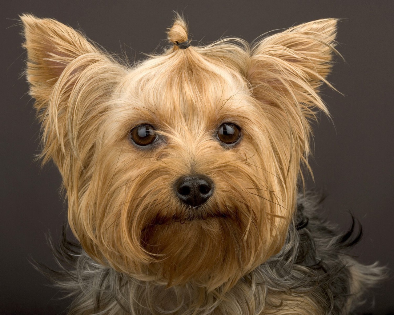 Забавный пес йоркширский терьер