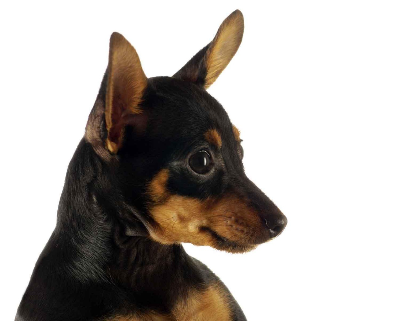 Забавная собака чихуахуа