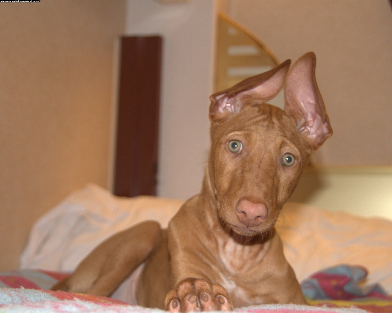 Забавные уши у фараоновой собаки