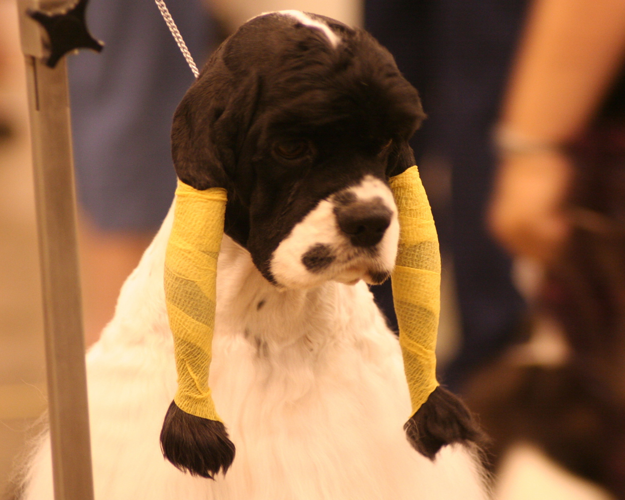 Забавная прическа американского кокер спаниеля