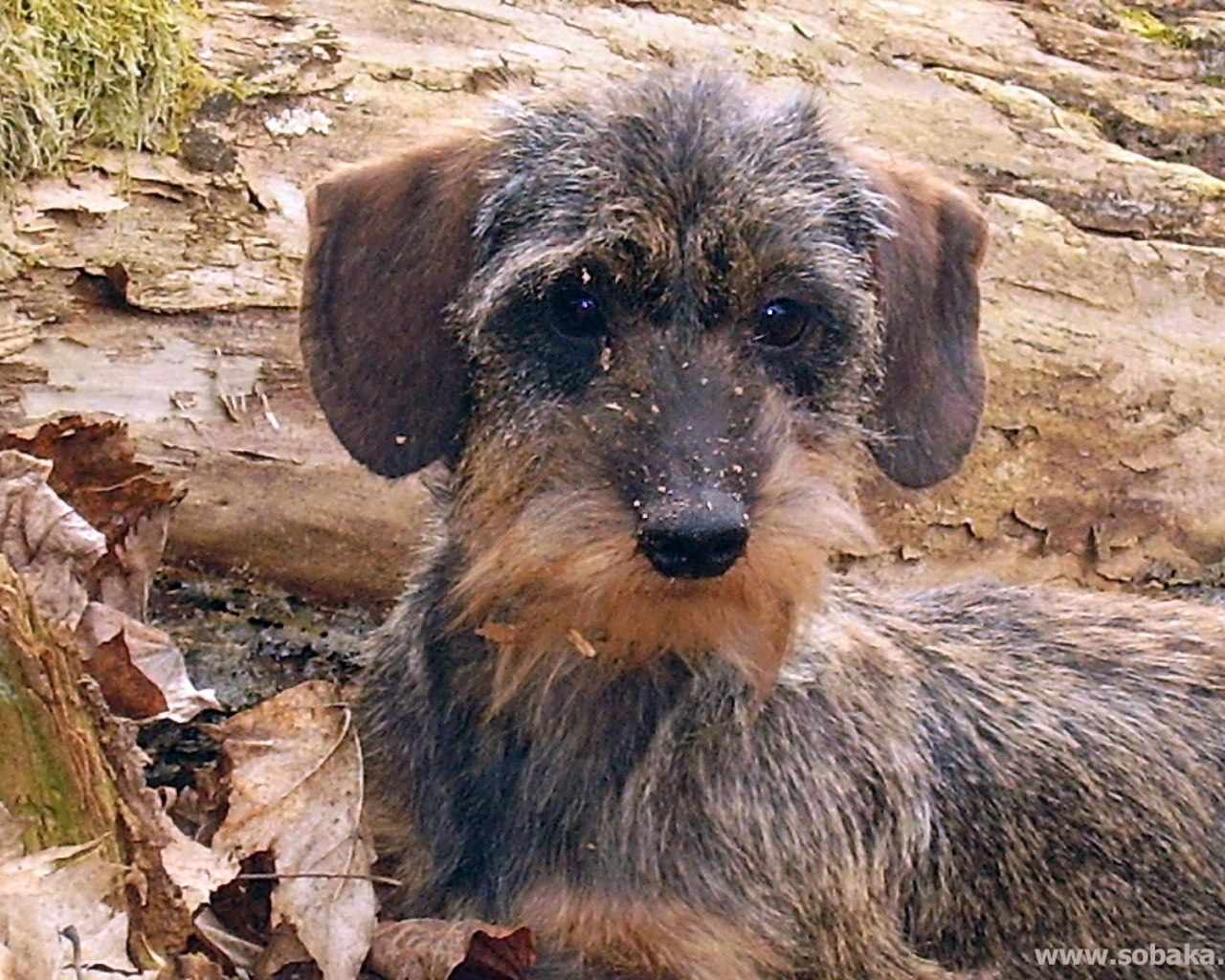 Пушистая такса в лесу