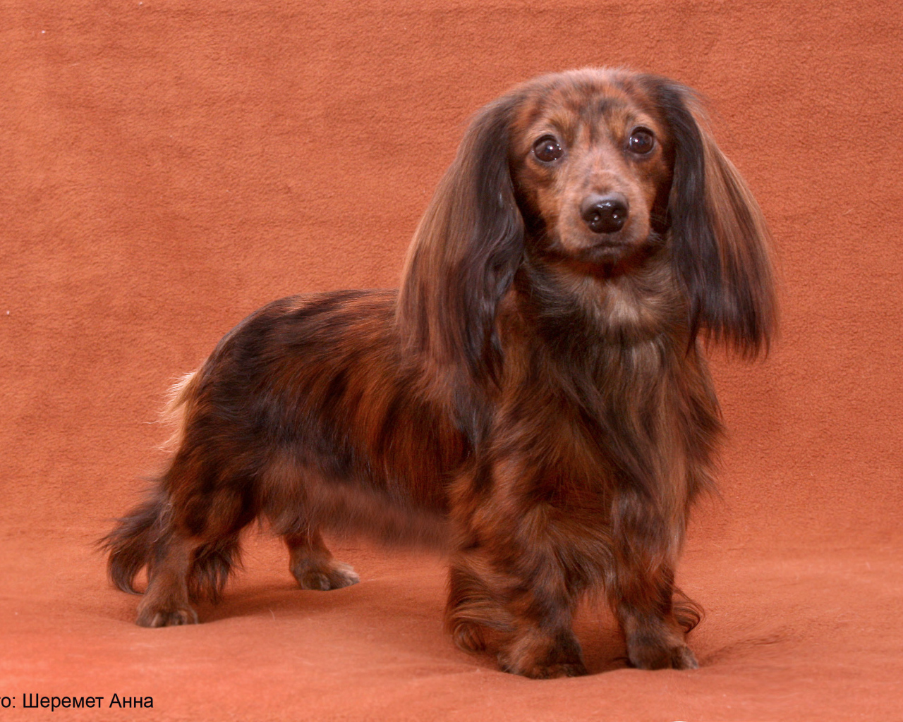 Пушистая такса позирует