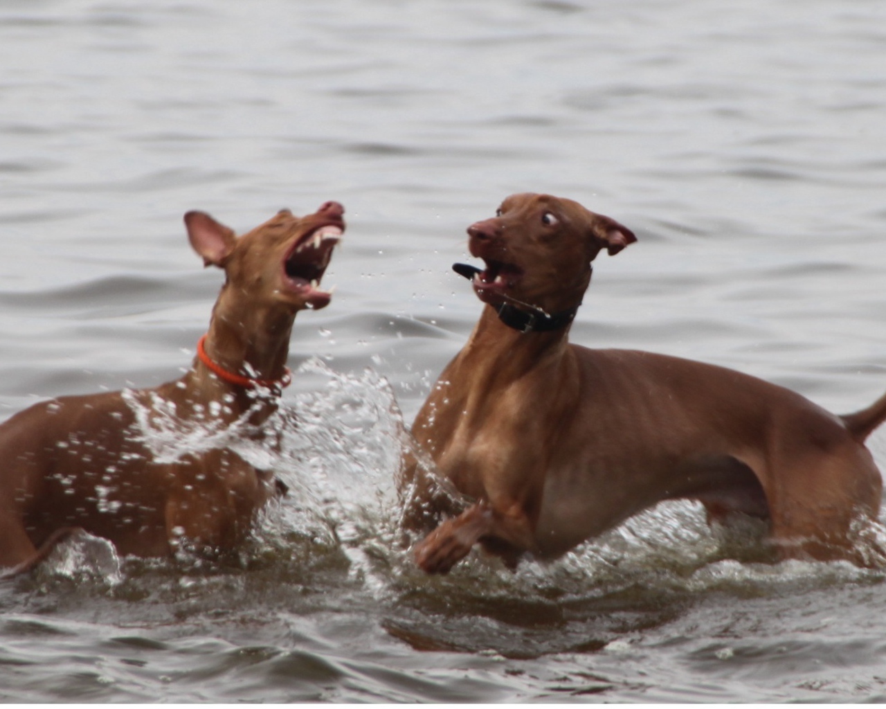 Игры фараоновых собак в воде