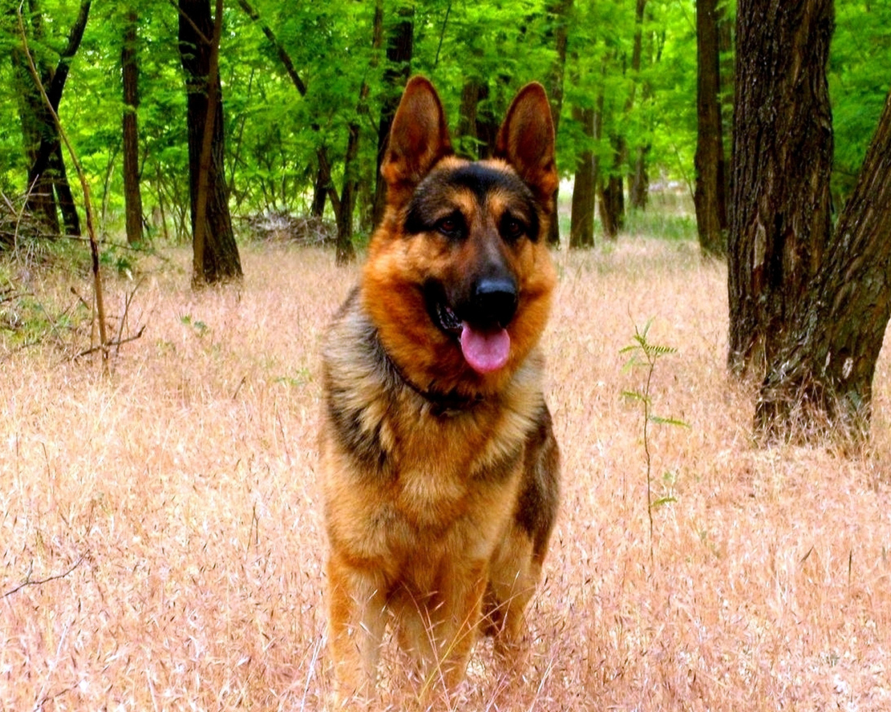 Немецкая овчарка в парке
