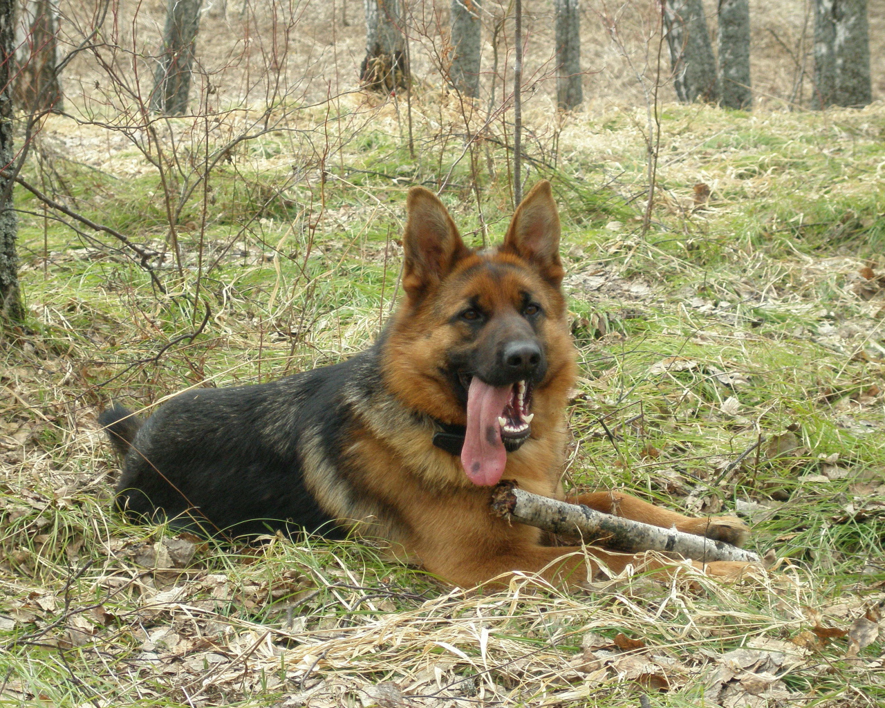 Немецкая овчарка с длинным языком