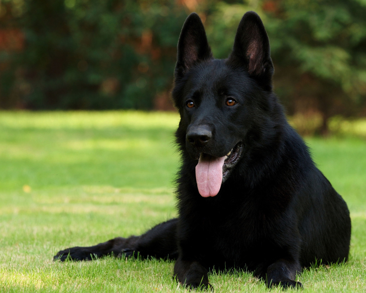 Немецкая овчарка черного цвета