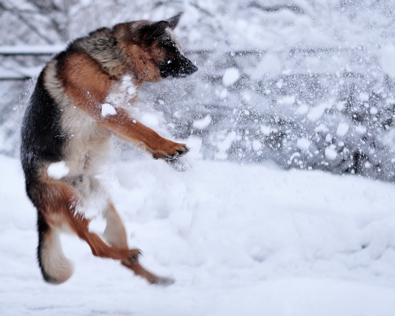 Немецкая овчарка ловит снежки