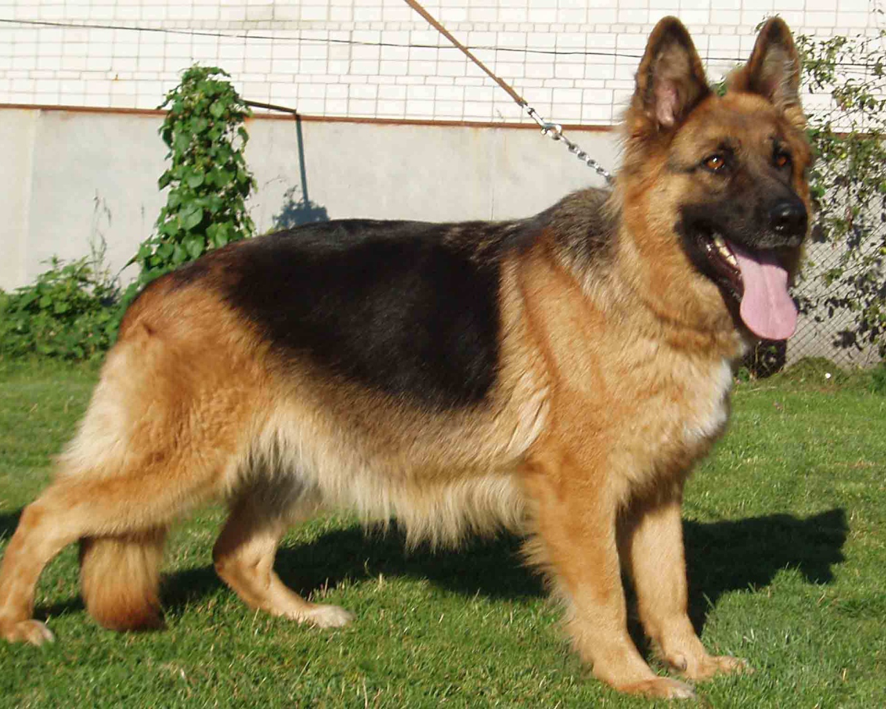 German Shepherd dog on a leash