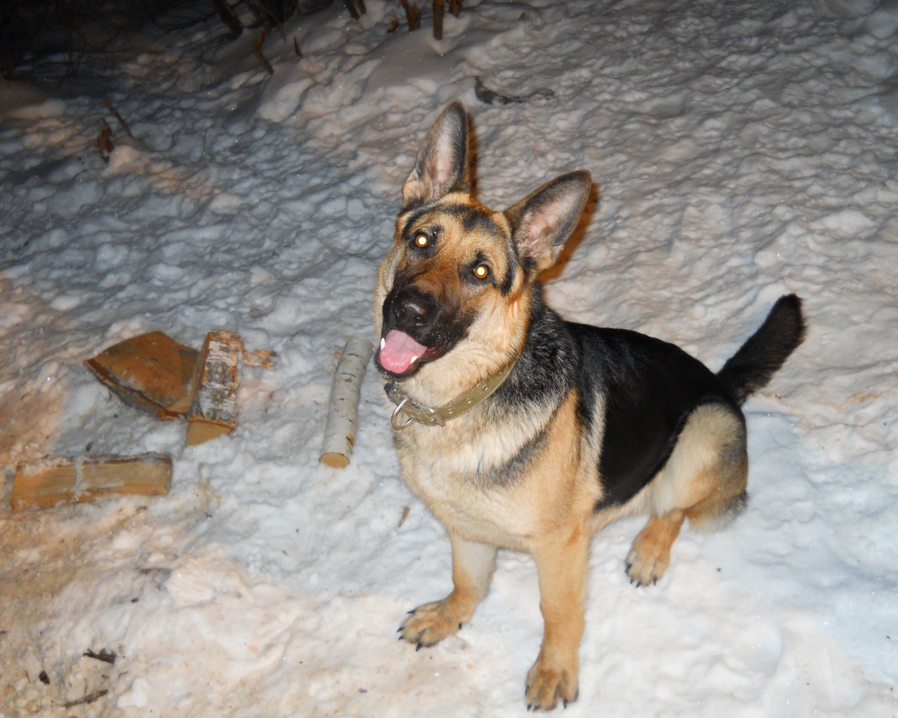 Немецкая овчарка с горящими глазами