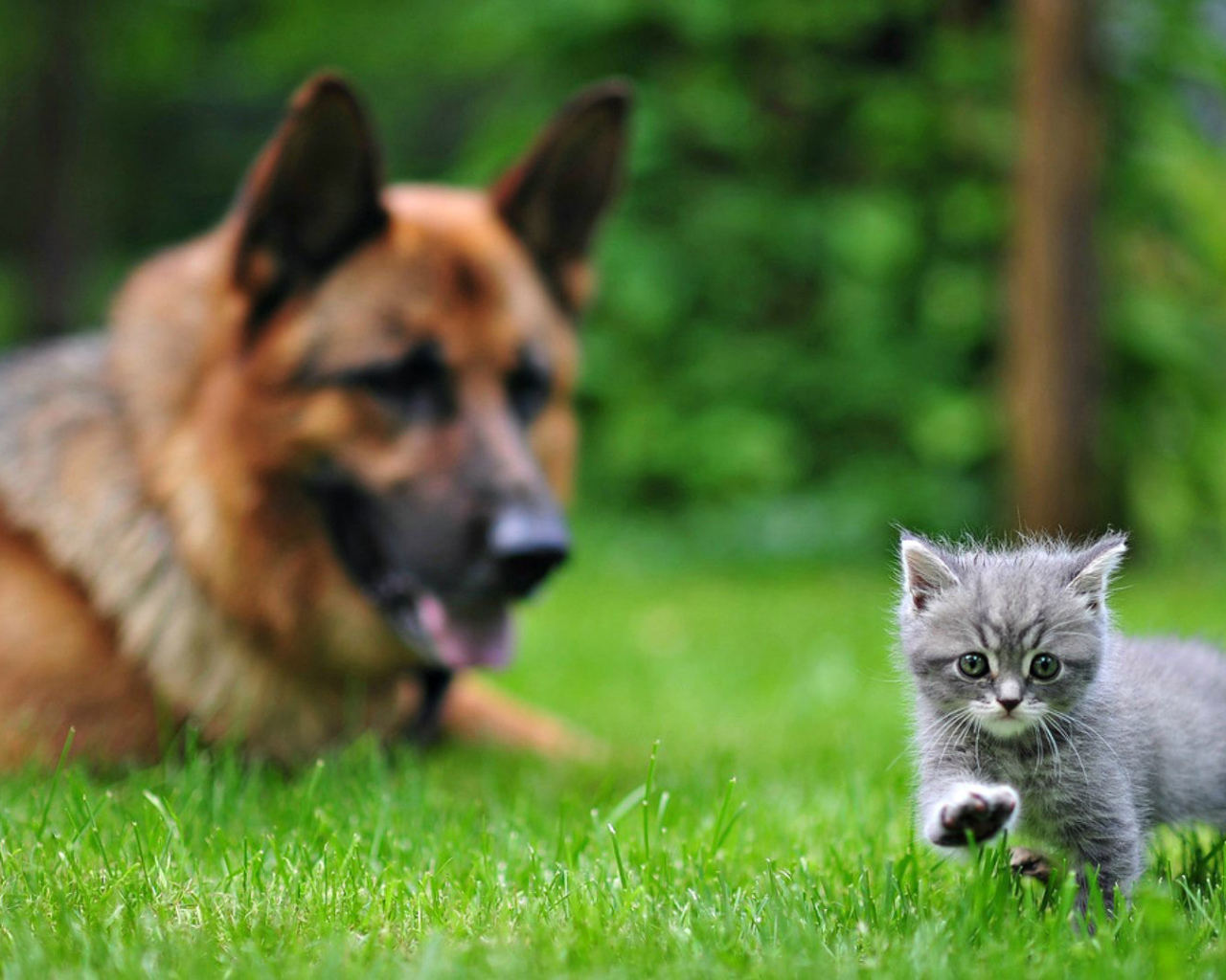 Немецкая овчарка смотрит на котенка