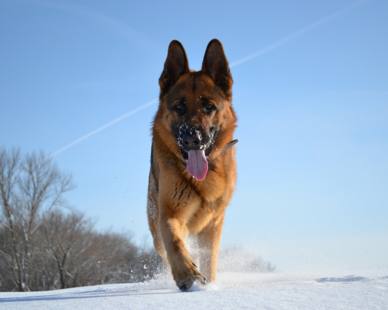 Немецкая овчарка в зимний день