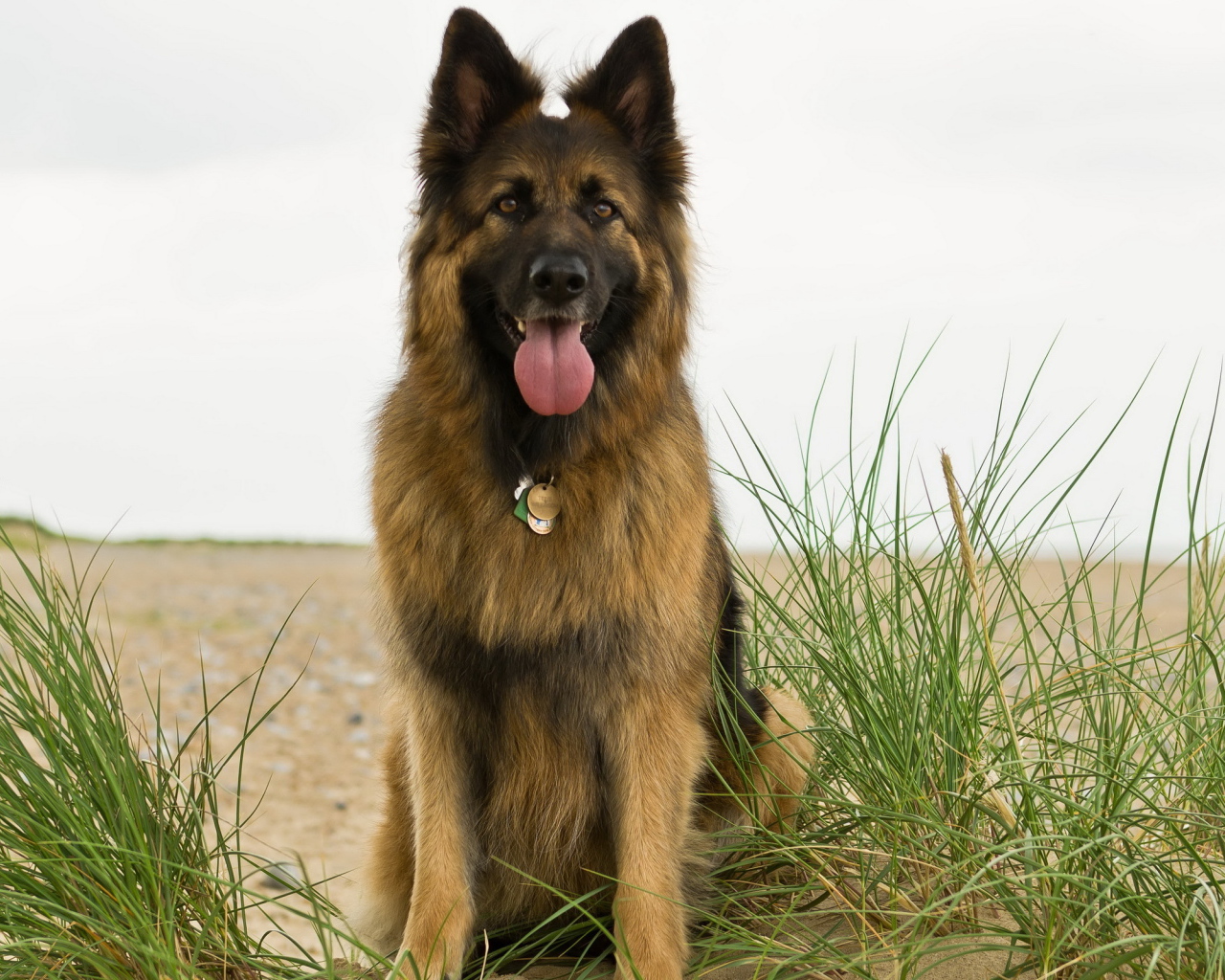 Немецкая овчарка на берегу