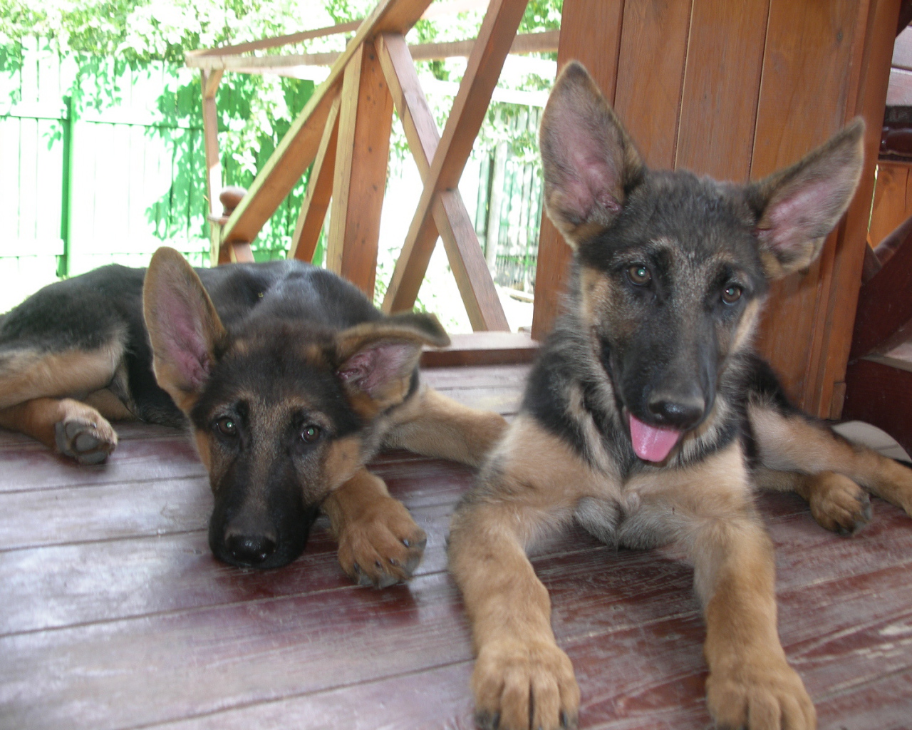 Щенки немецкой овчарки отдыхают на веранде