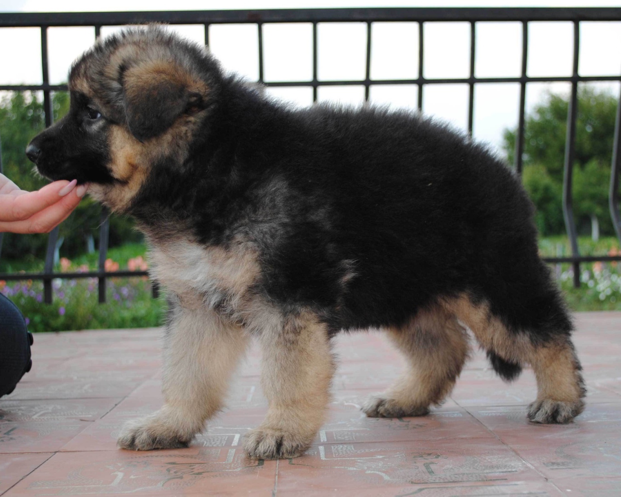 Щенок немецкой овчарки