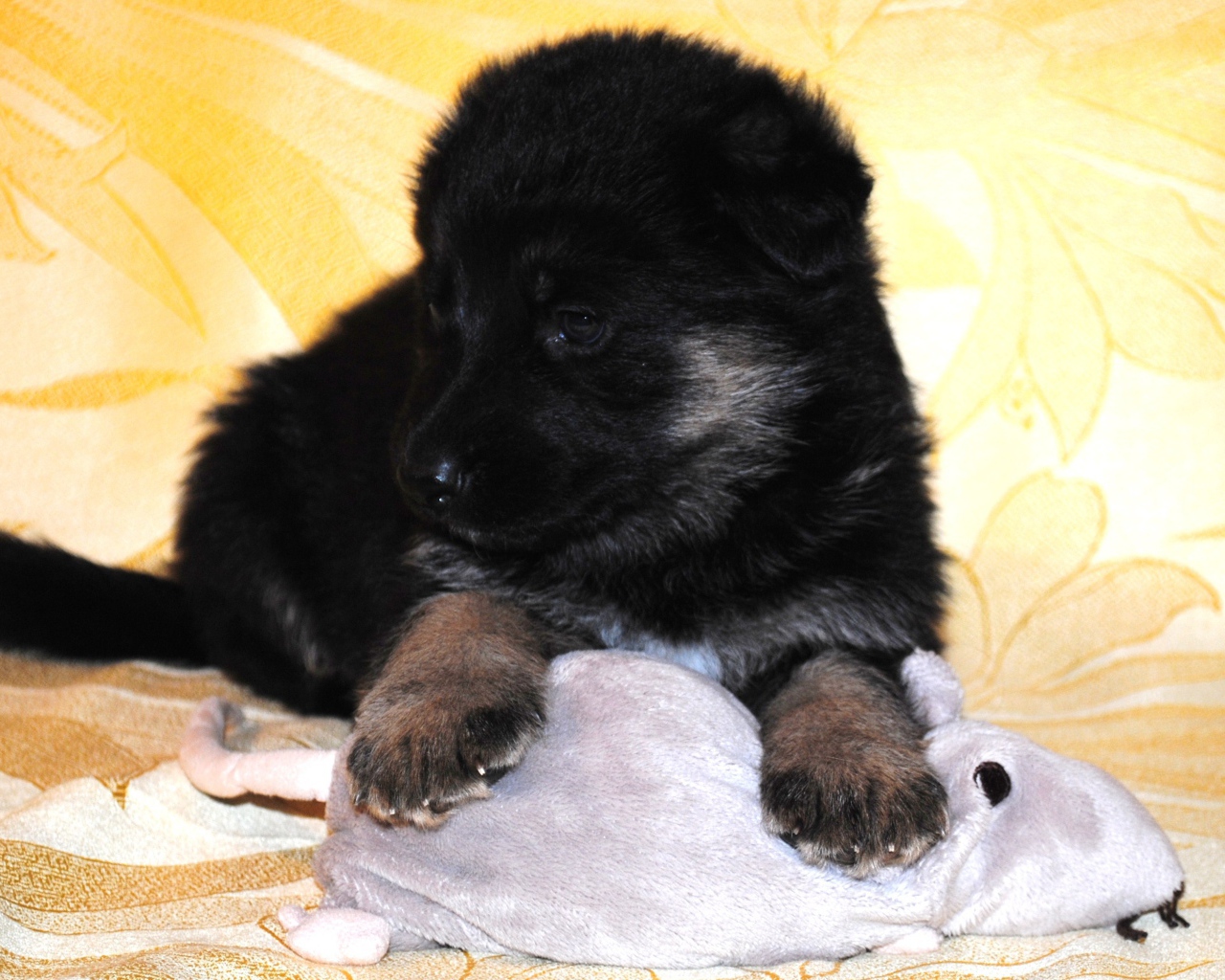 Щенок немецкой овчарки черного цвета