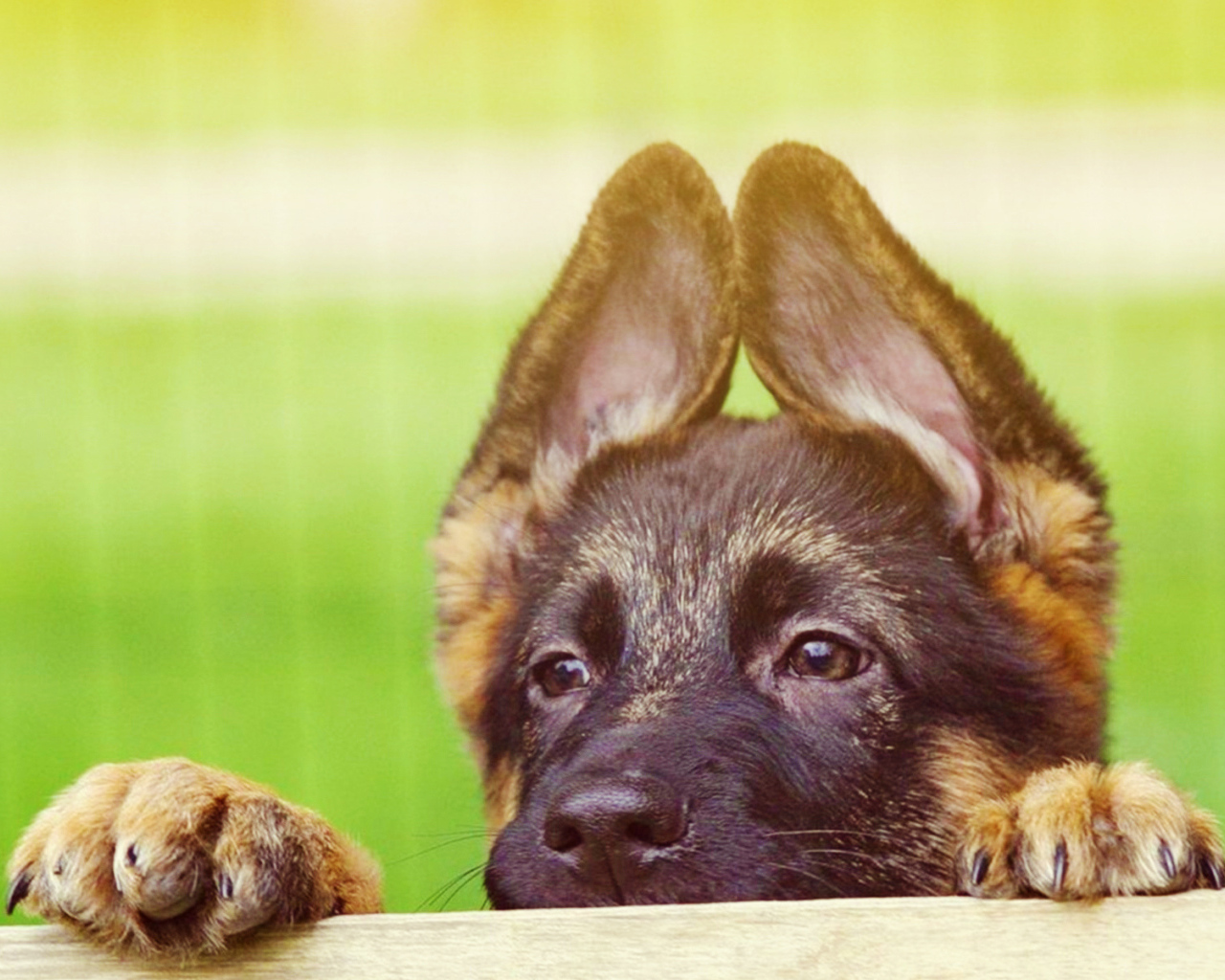 German Shepherd puppy peeking
