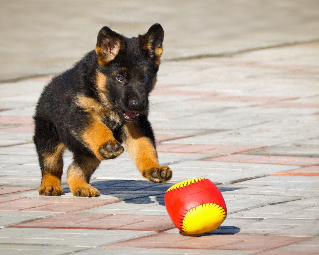 Щенок немецкой овчарки играет с мячом
