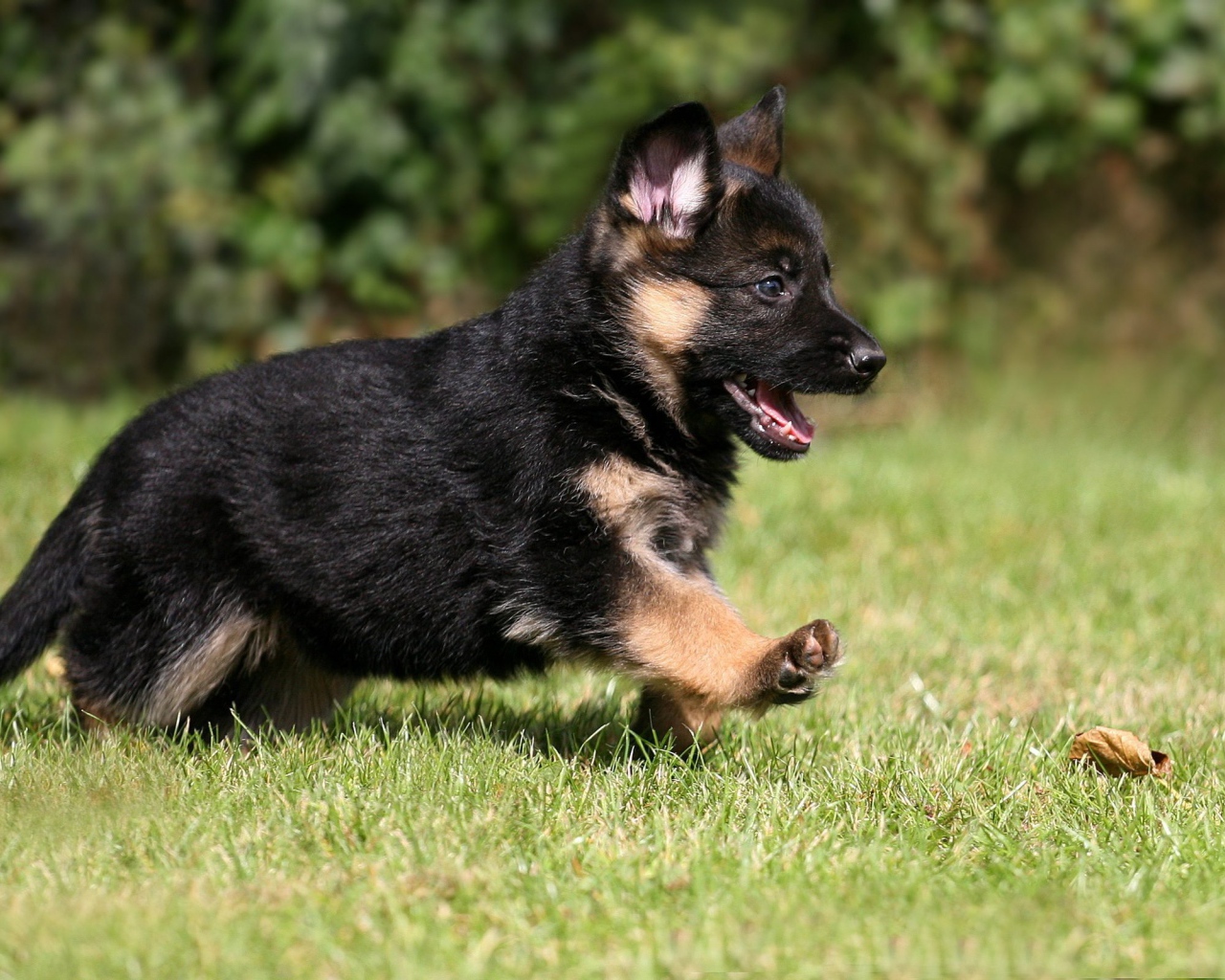 Щенок немецкой овчарки бежит по траве